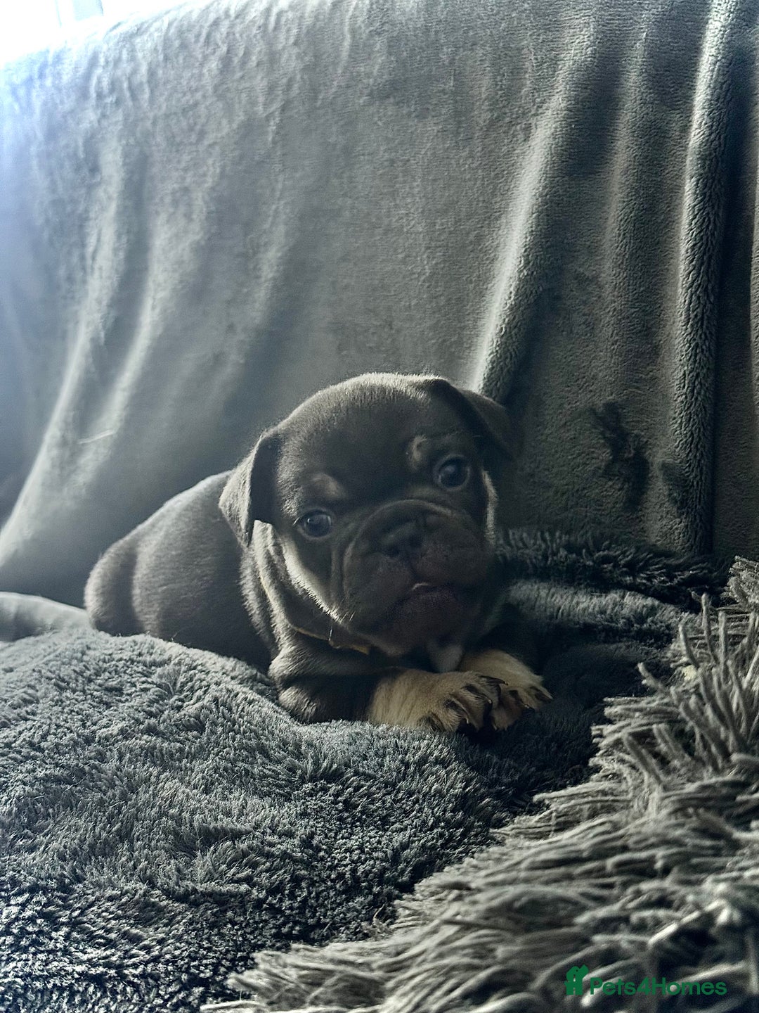 French Bulldog dogs for sale: KC Fluffy Carriers Isabella French Bulldogs puppy - Image 18
