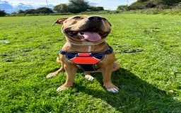 Mixed Breed dogs for sale: Classic bully  - Image 3