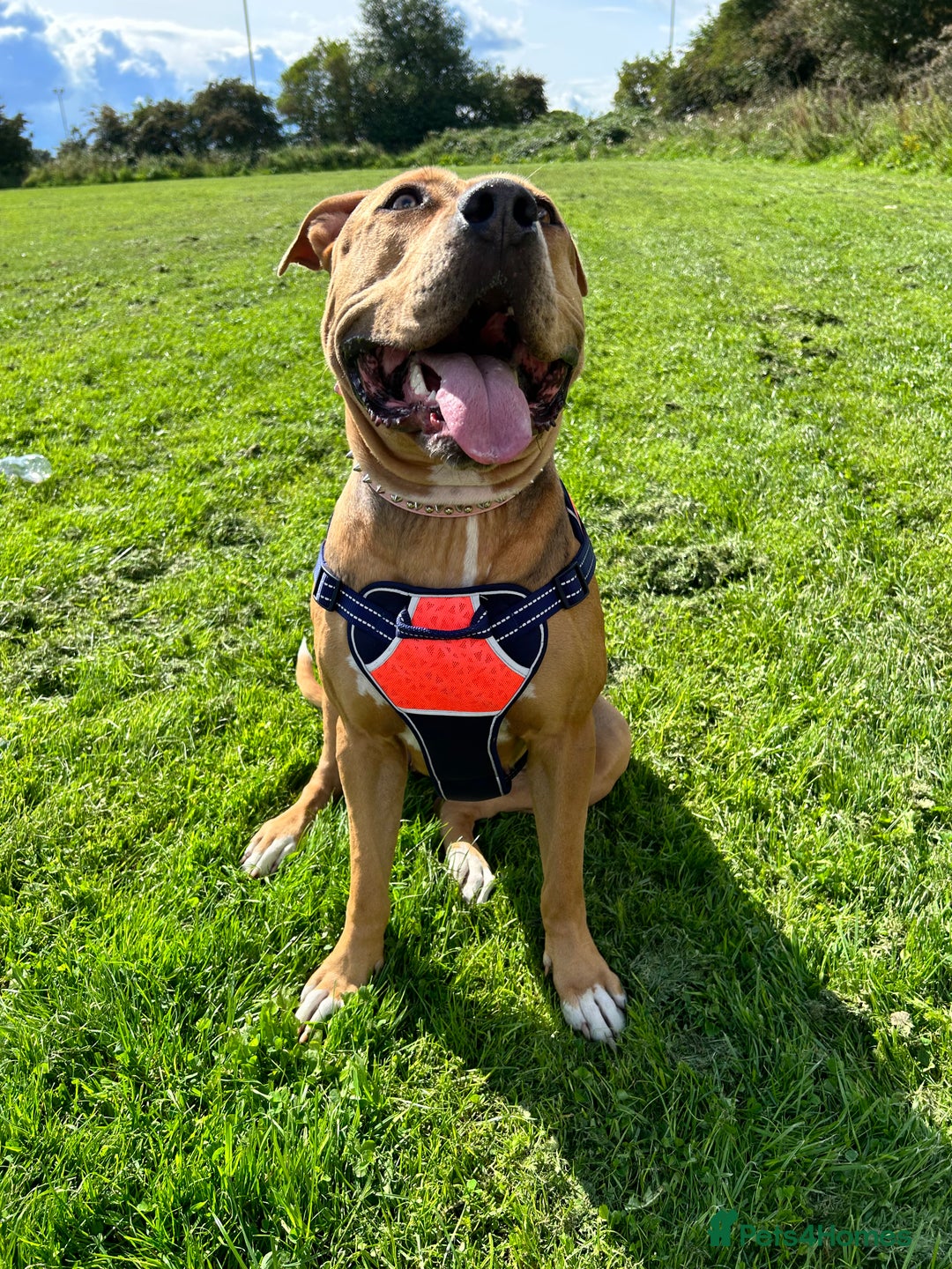 Mixed Breed dogs for sale: Classic bully  - Image 3