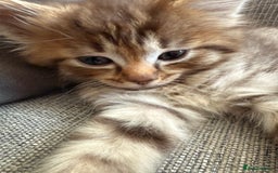 Ragdoll cats for sale: Cinnamon lynx ragdoll RARE  - Image 14