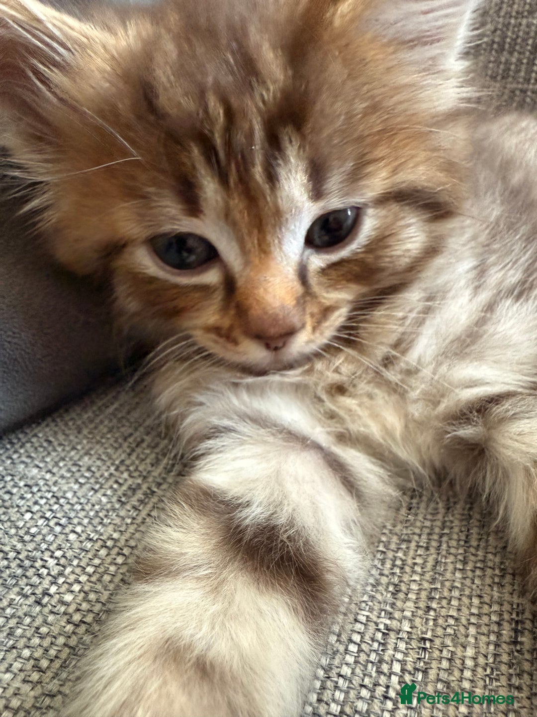 Ragdoll cats for sale: Cinnamon lynx ragdoll RARE  - Image 14