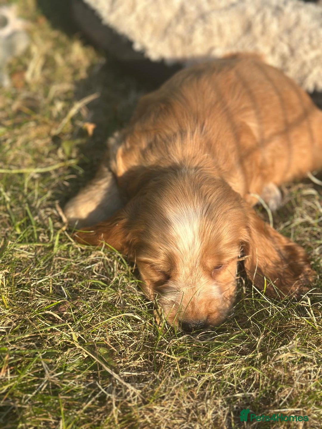 Cocker Spaniel dogs for sale: STUNNING Rizi Bizi sired Cocker puppies DNA Tested - Image 29