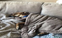 Mixed Breed dogs for adoption: Mickey – Cheeky, Cuddly and Charming Companion - Image 12