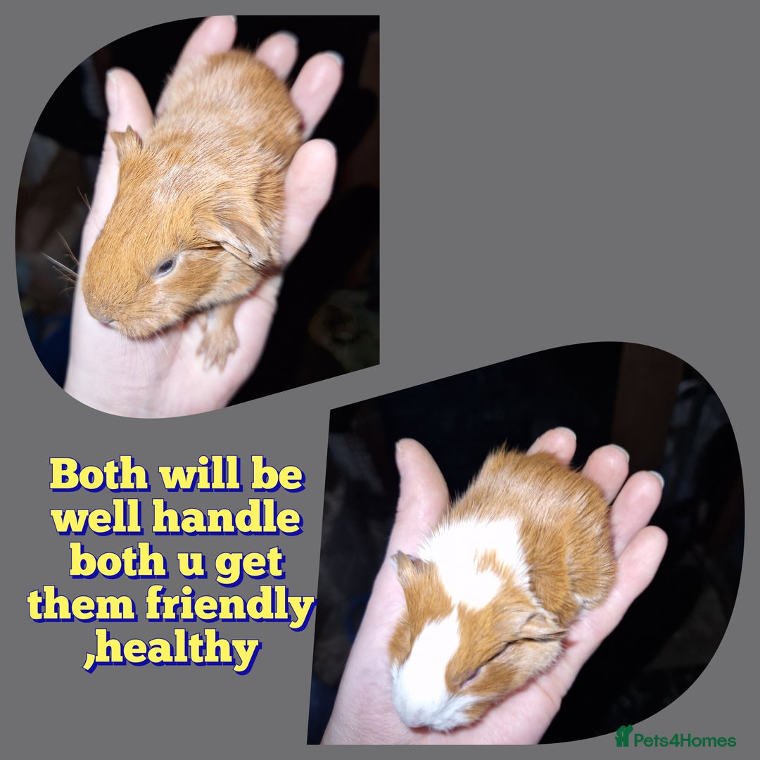 Guinea Pig rodents for sale: Two bond brothers ready on 11th feb 26 - Advert 11