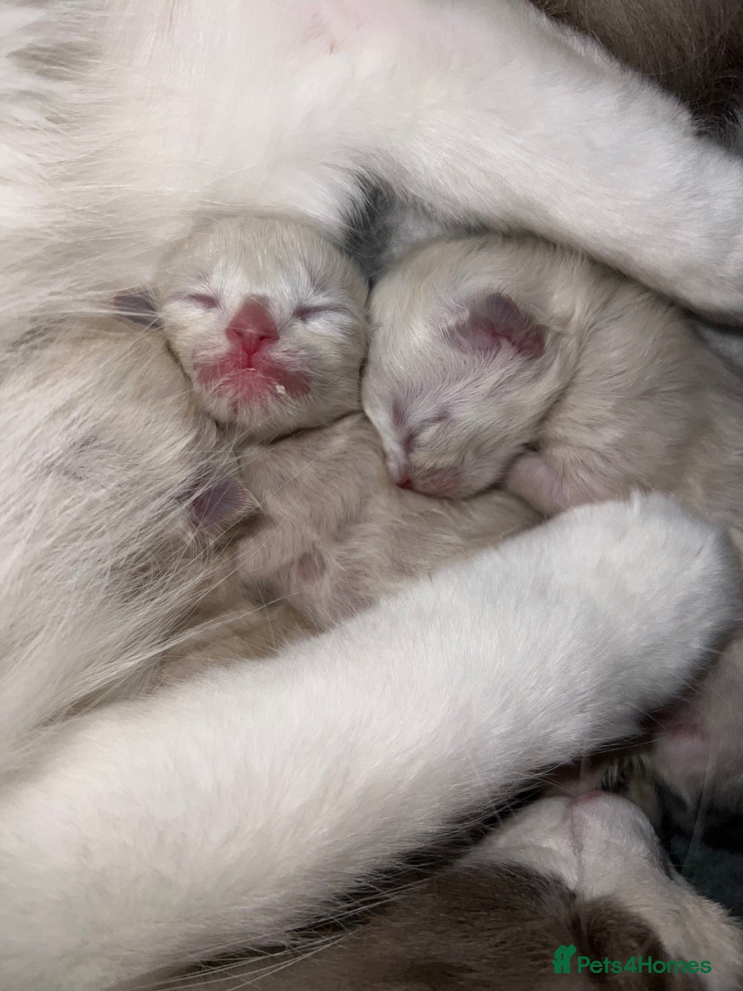 Ragdoll cats for stud: Stunning ragdoll for stud  - Advert 21