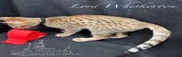 Savannah cats for sale: 2 and 3 months old. Tica Regist. Savannahs - Advert 32