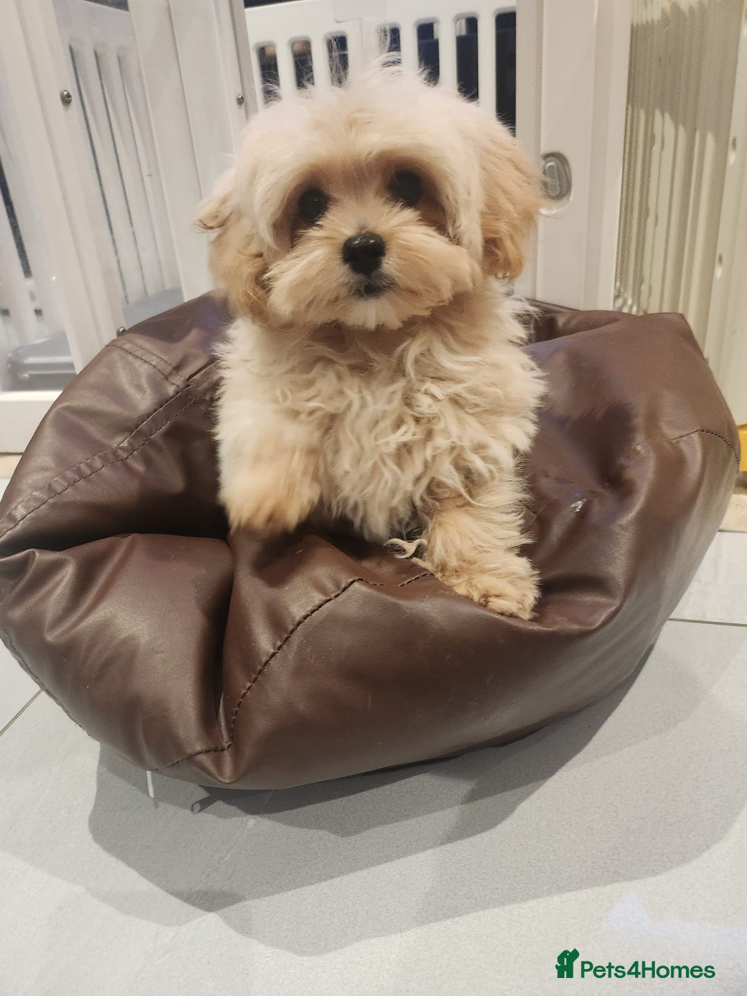 Maltipoo dogs for sale: Maltipoo F1, KC Parents Extensively DNA Clear - Advert 1