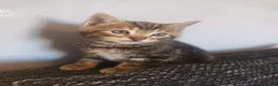 Bengal cats for sale: Bengal kittens looking for new family  - Advert 8