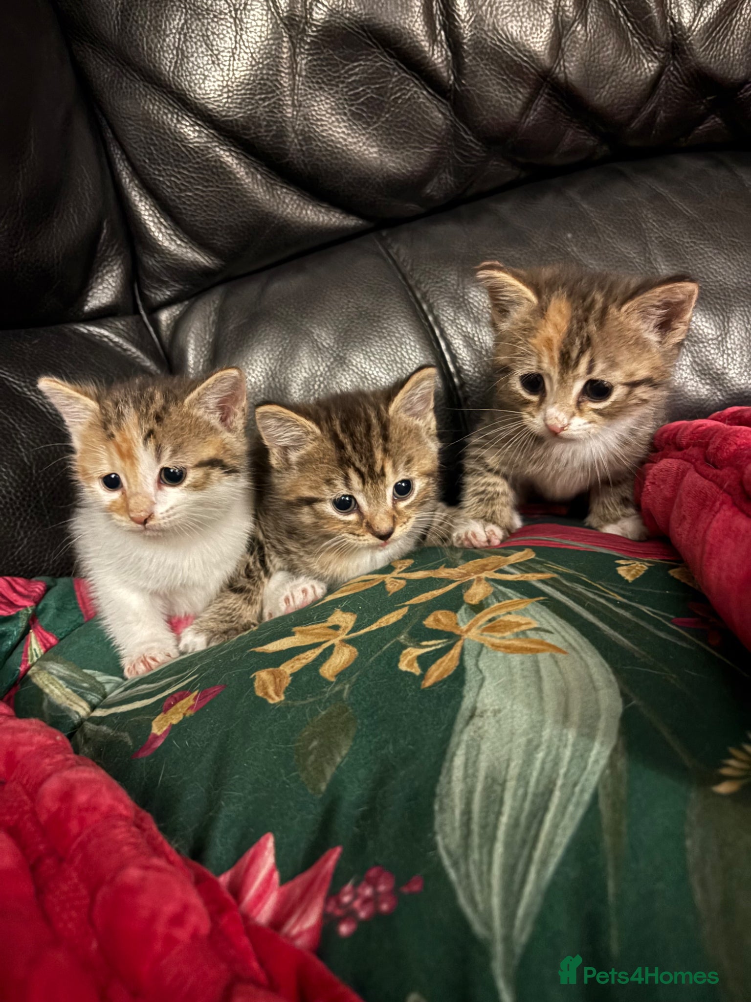 Mixed Breed cats 3 STUNNING GIRLS - Advert 4