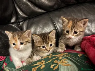 Mixed Breed cats 3 STUNNING GIRLS - Advert 3