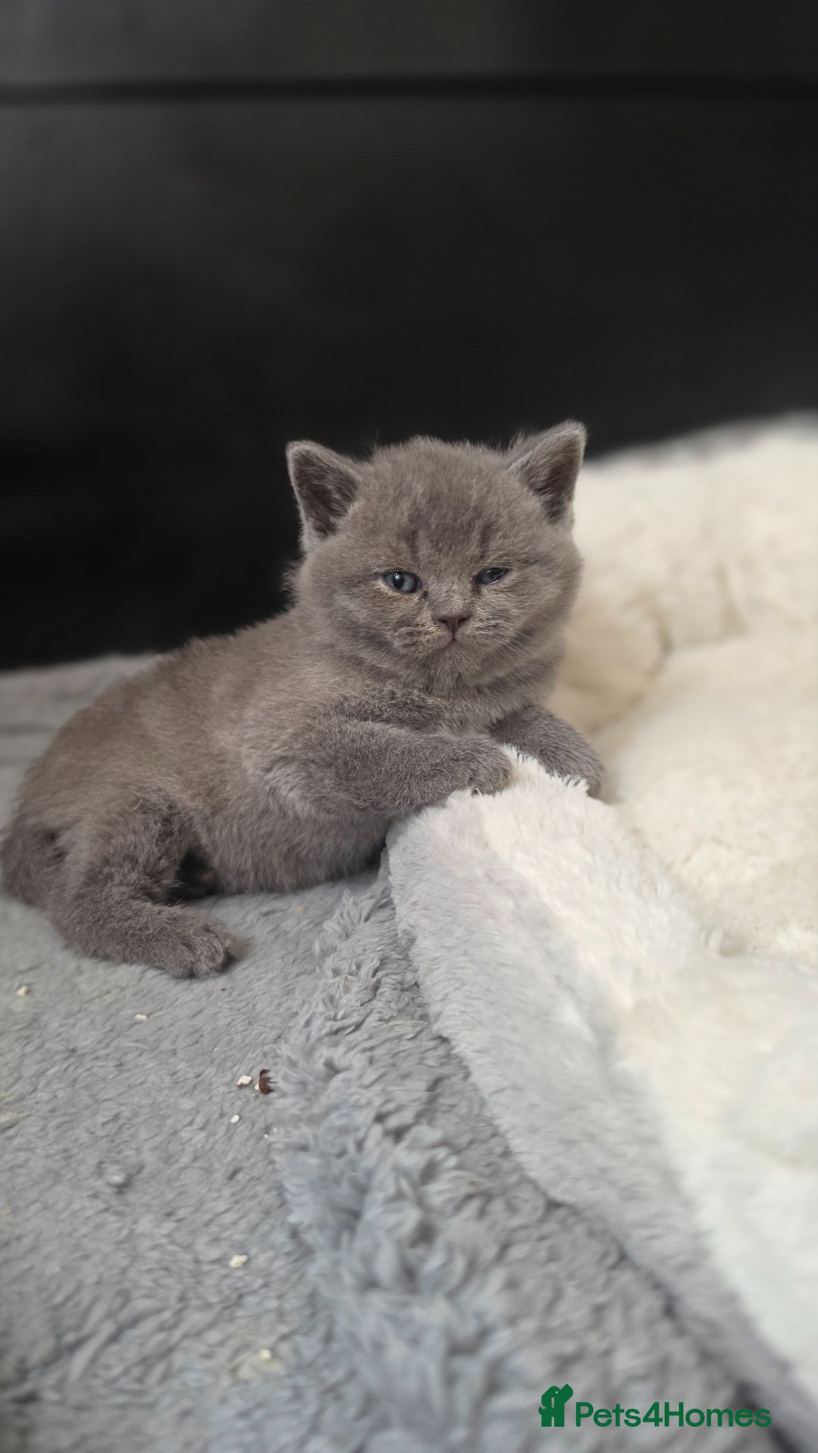 British Shorthair cats Gccf registered active kittens - Advert 4
