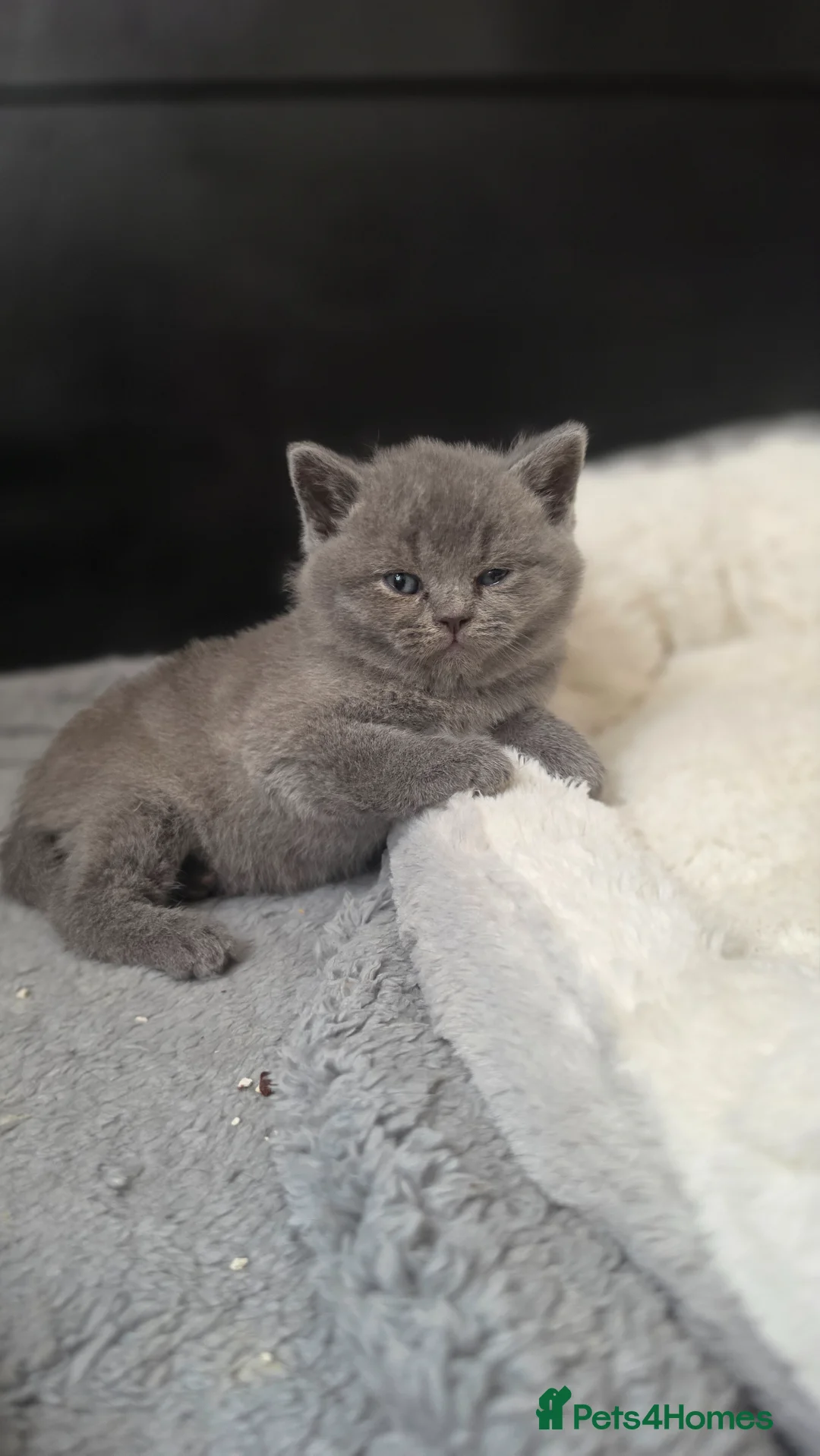 British Shorthair cats for sale: Gccf registered active kittens - Advert 1