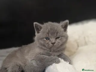 British Shorthair cats Gccf registered active kittens - Advert 4