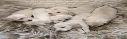 Miniature Dachshund dogs for sale: KC registered cream longhair miniature dachshund  - Advert 3