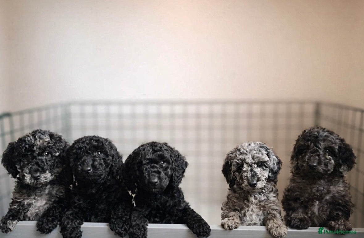 Miniature Poodle dogs Striking merle and black Miniature Poodle Puppies - Advert 6
