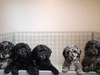 Miniature Poodle dogs Striking merle and black Miniature Poodle Puppies - Advert 4