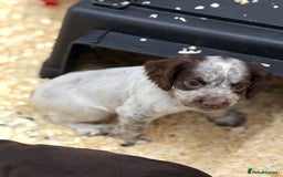 Cocker Spaniel dogs for sale: Working cocker spainel Puppys Ready to leave  - Image 13