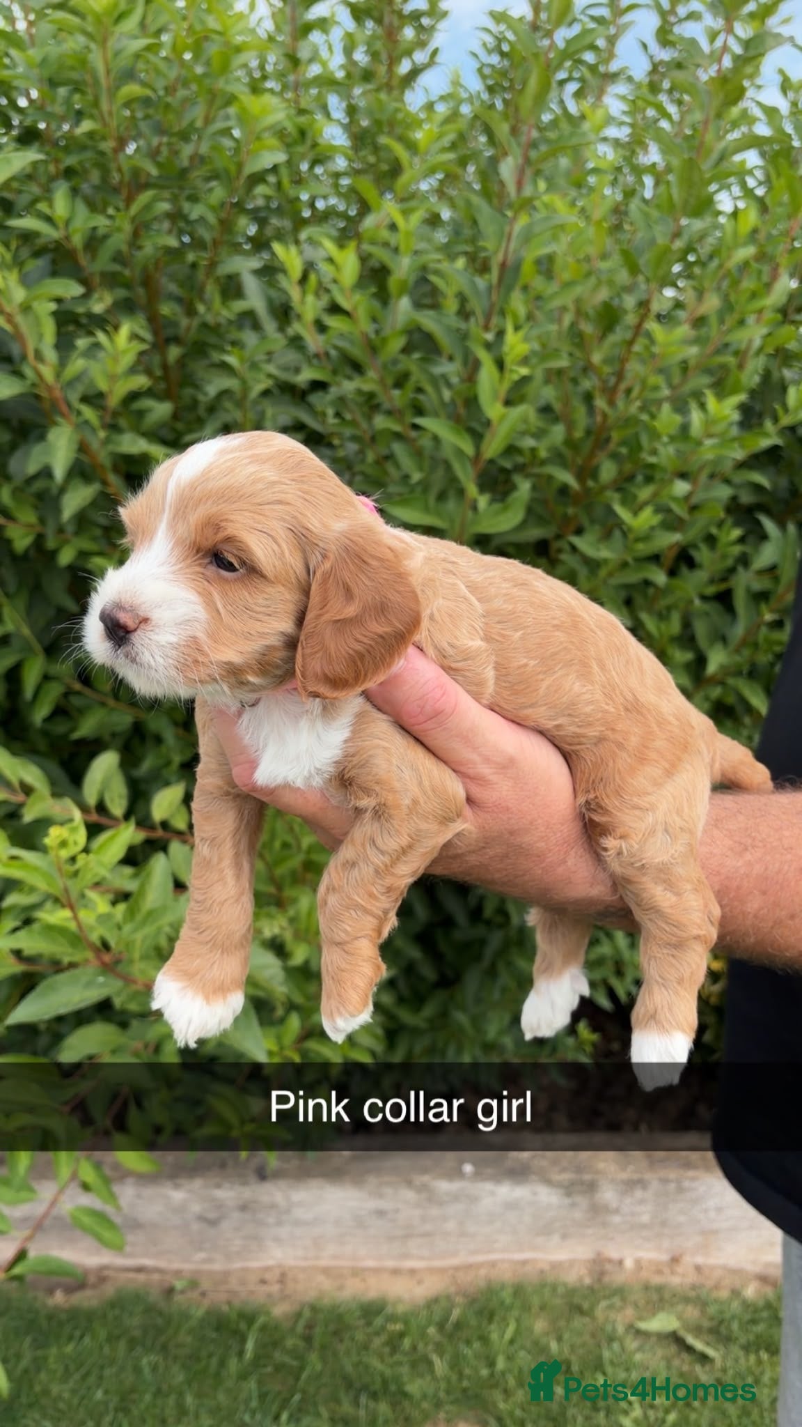 Cockapoo dogs Stunning F1 cockapoo puppies - Advert 2