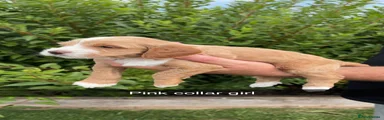 Cockapoo 5