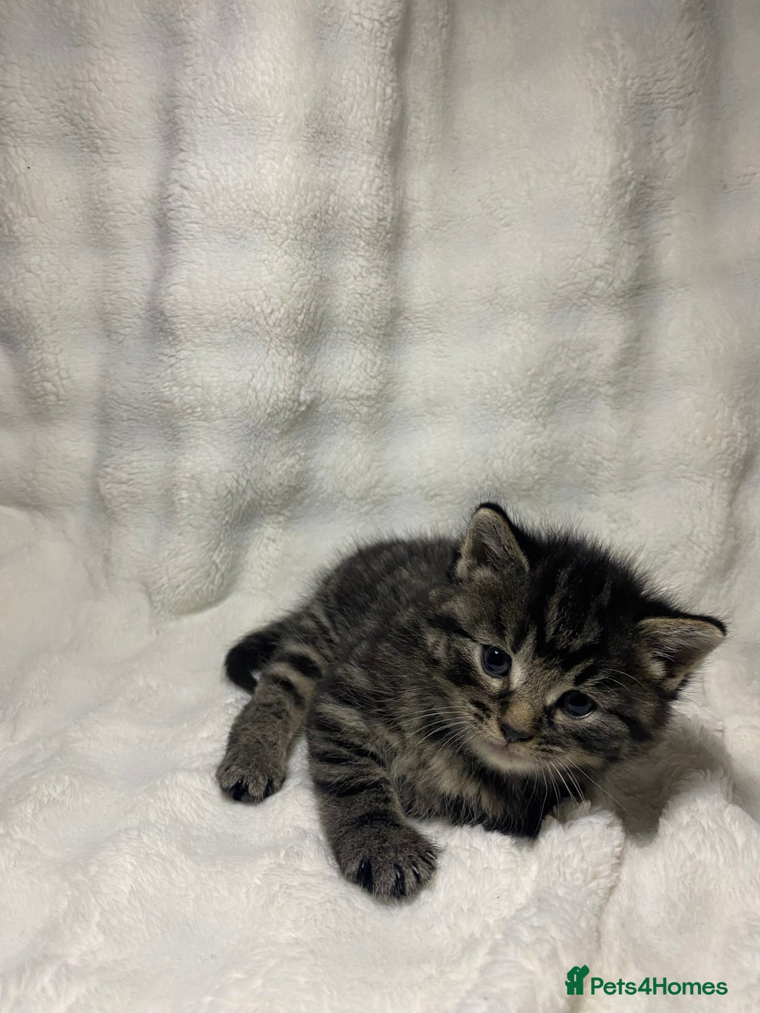 American Shorthair cats for sale: Grey Adorable Kitten Awaiting Its Forever Home🏡 - Advert 3