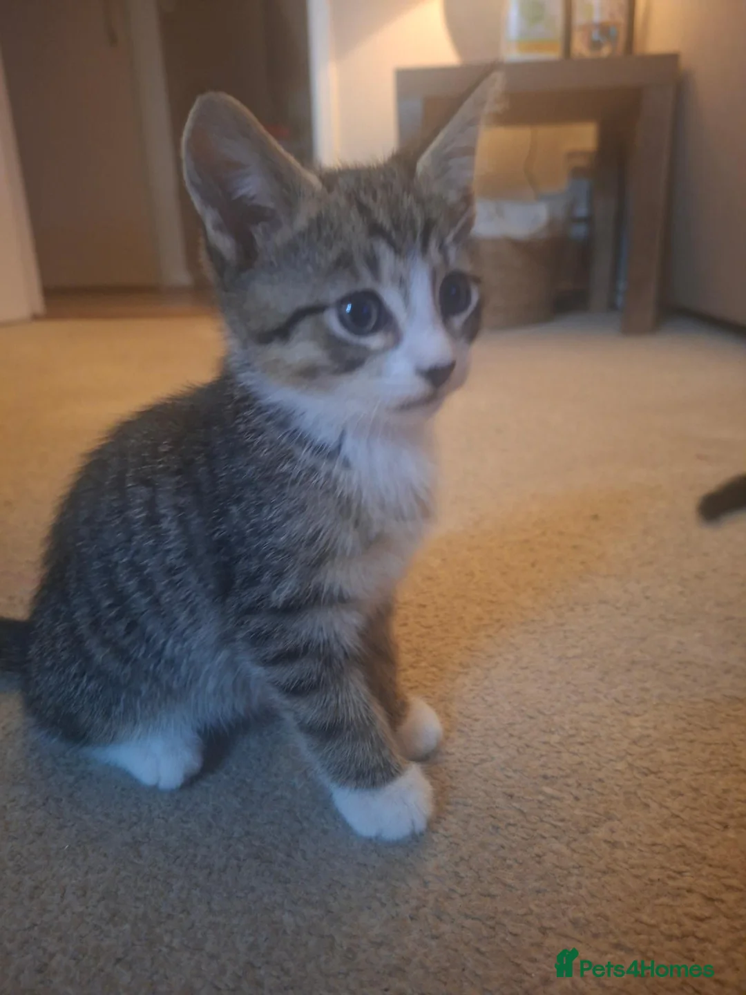 Mixed Breed cats for sale: Kittens for sale  - Advert 7