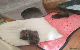 British Shorthair cats for sale: Kittens for sale x4 - Image 6