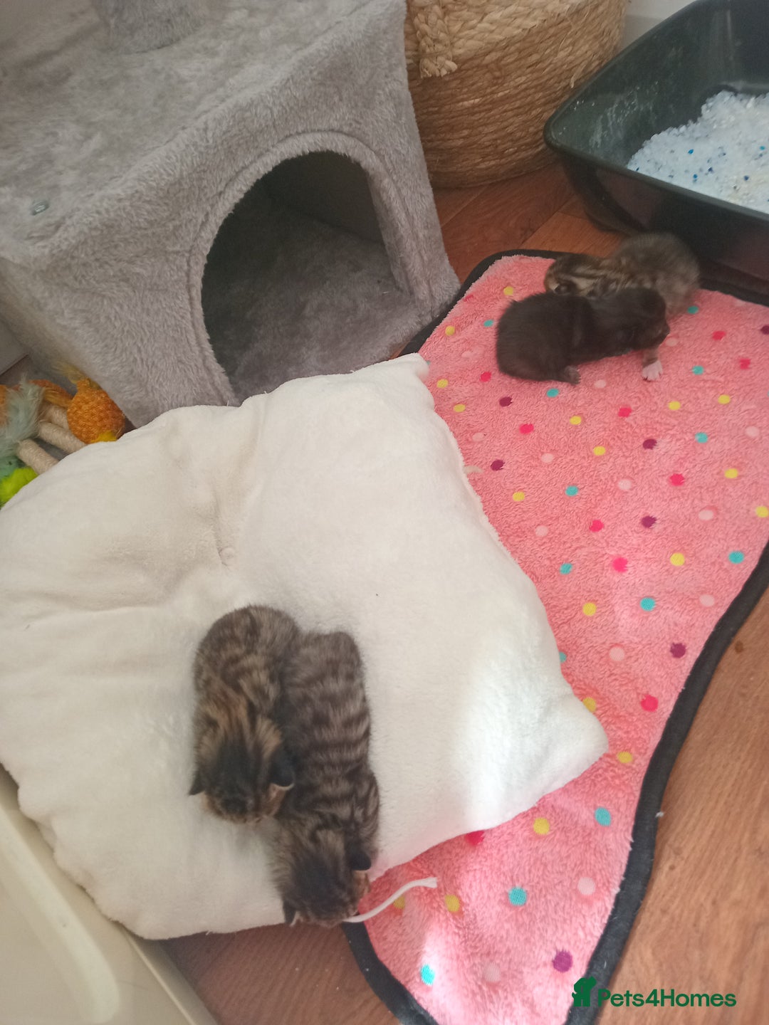 British Shorthair cats for sale: Kittens for sale x4 - Image 6