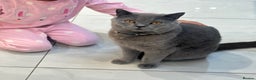 British Shorthair cats for sale: British short hair  - Advert 2