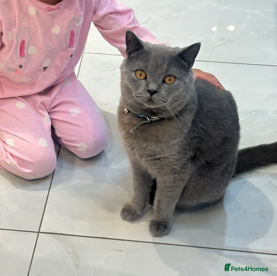 British Shorthair cats for sale: British short hair  - Advert 2