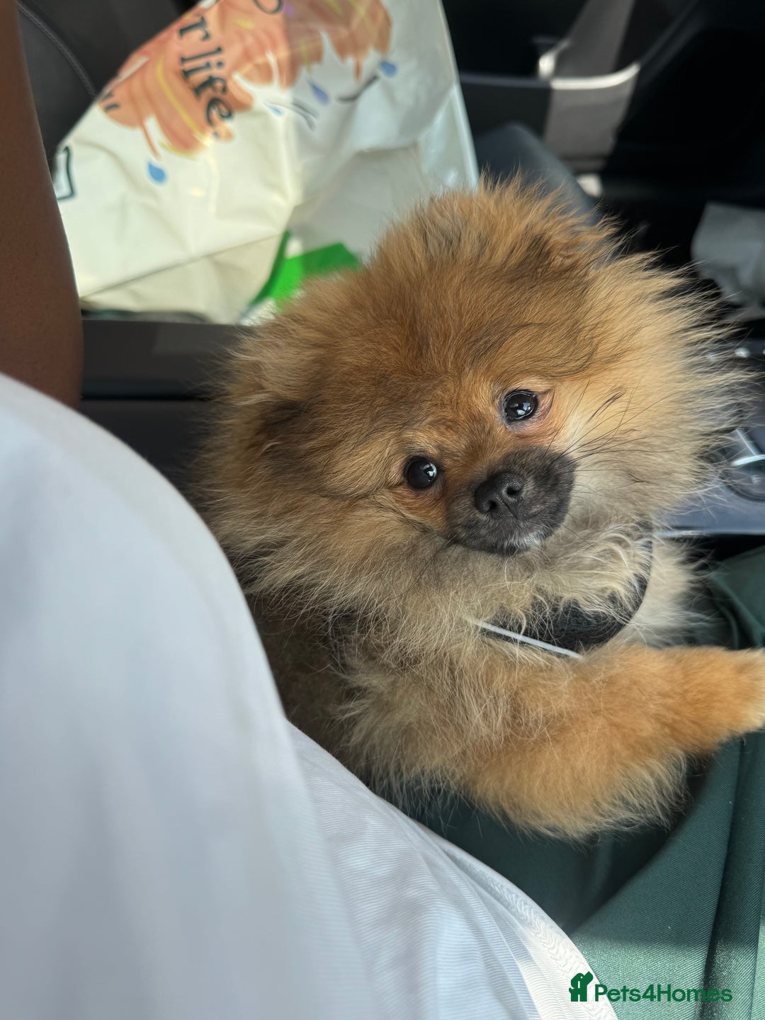 Pomeranian dogs for sale: Our boy Milo - Image 3