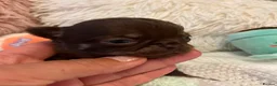 Chihuahua dogs for sale: BEAUTIFUL TINY CHOCOLATE BOYS - Advert 7