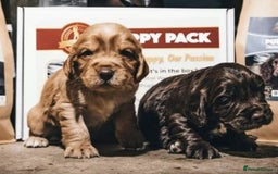 Cocker Spaniel dogs for stud: Champion Bred KC Cocker Spaniel & ALL Health Tests in Cranbrook - Image 13
