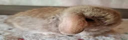Mini Lop rabbits for sale: Various ages - Advert 17