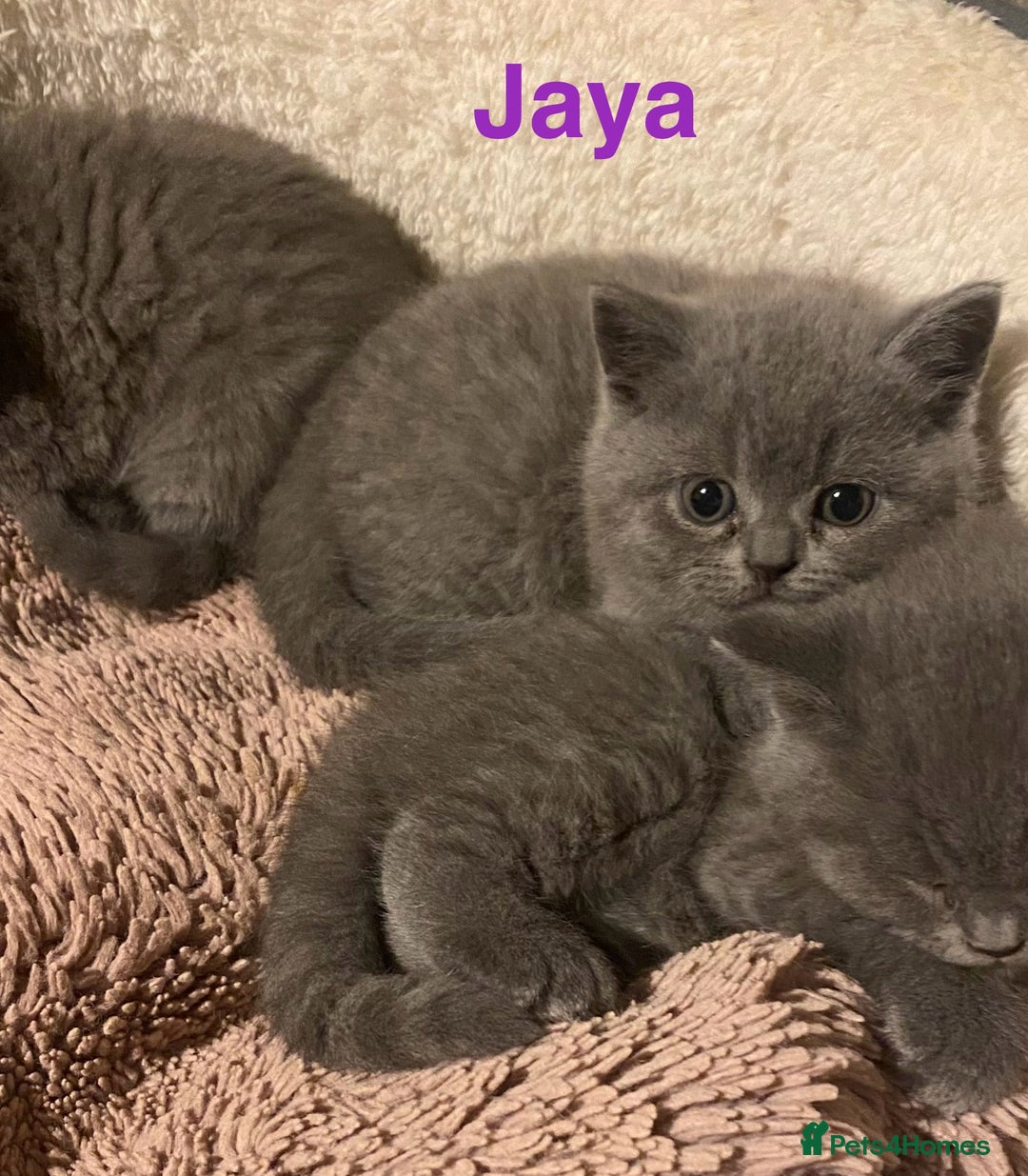 British Shorthair cats for sale: Stunning British short hair GCCF/TICA - Advert 37