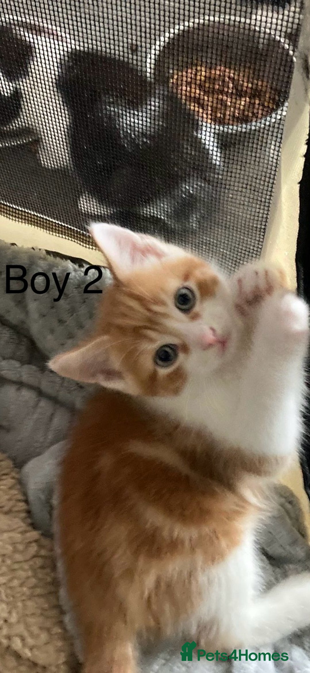 Mixed Breed cats for sale: 4 Gorgeous little boys  - Image 8