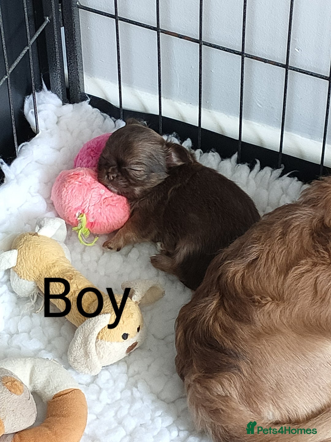 Chihuahua dogs for sale: Only one beautiful boy left,he's totally stunning  - Image 28