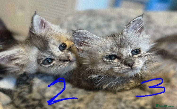 British Longhair cats - Advert 1
