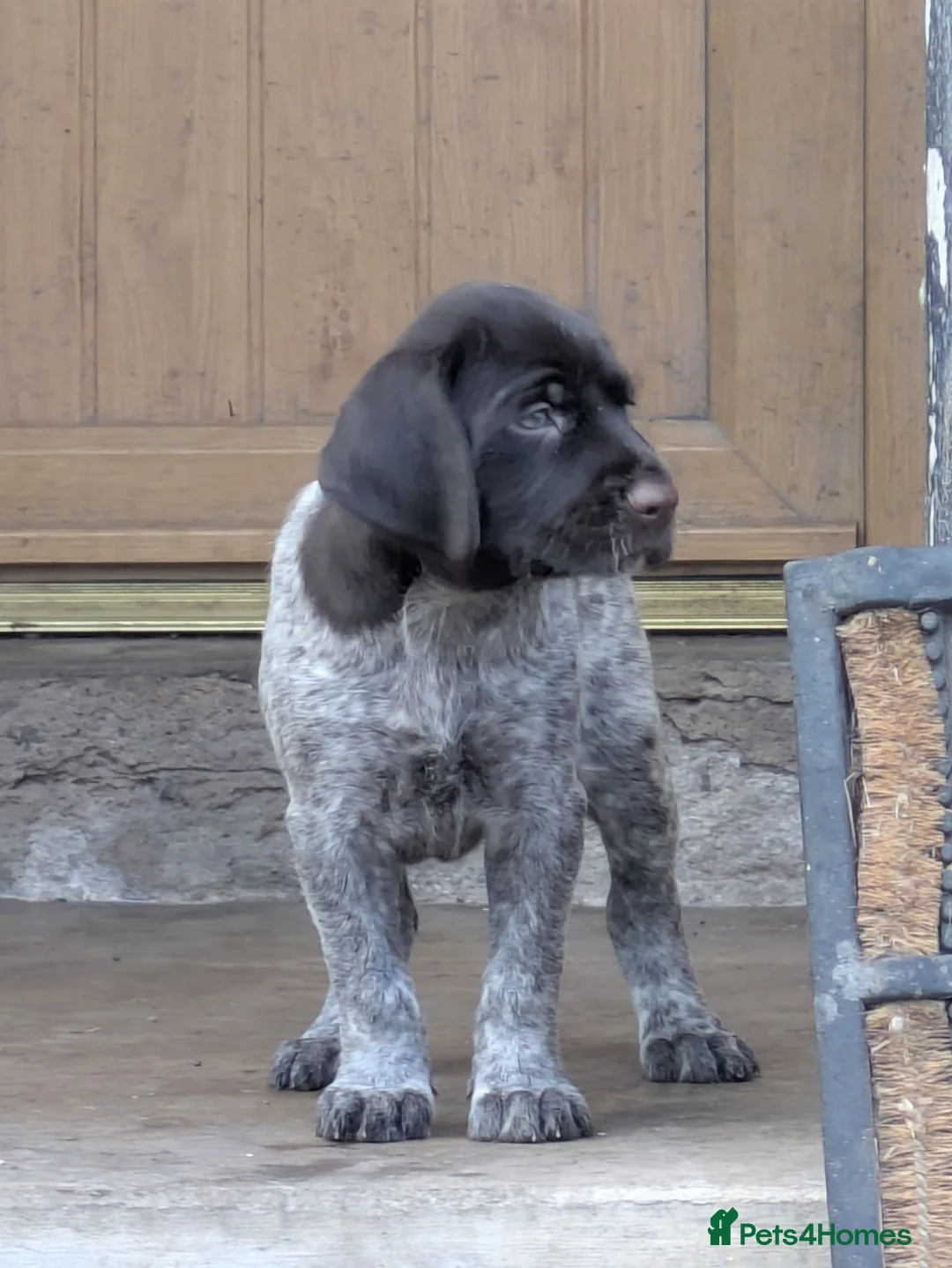 German Wirehaired Pointer dogs for sale: German Wirehaired Pointer Puppies in Ludlow - Advert 16
