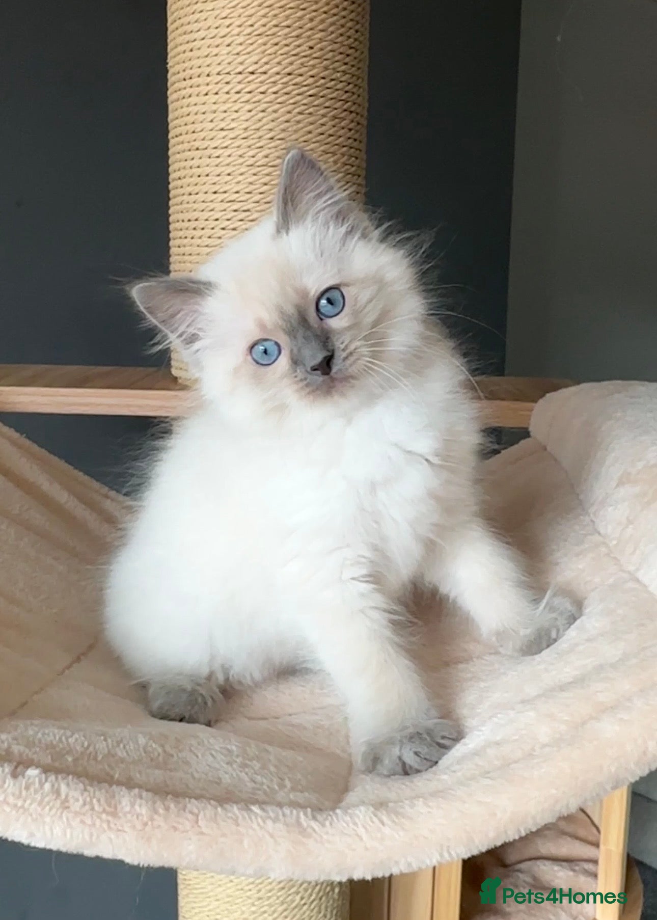 Ragdoll cats for sale: Ragdoll Kittens GCCF & Health Tested  - Advert 13