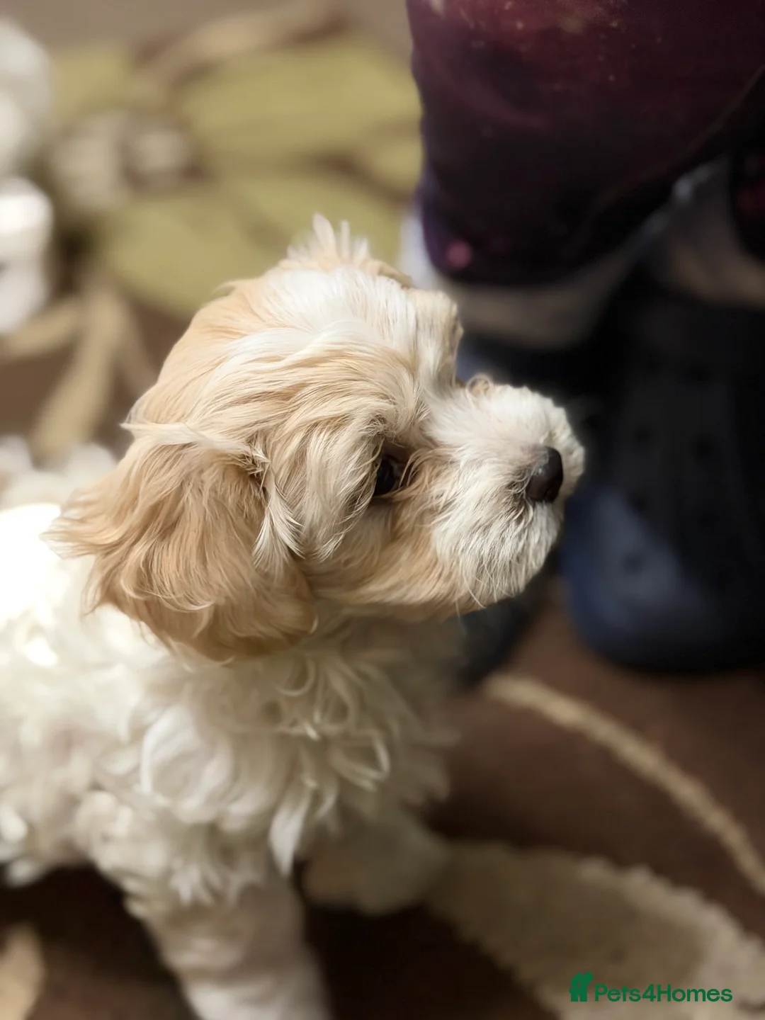 Mixed Breed dogs for sale: 🐾🐾🐾Maltipoo Puppies 🐾🐾🐾 - Advert 4