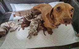 Miniature Dachshund dogs for sale: Miniature dachshund  - Image 2