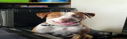 Mixed Breed dogs for sale: Chief  - Advert 2