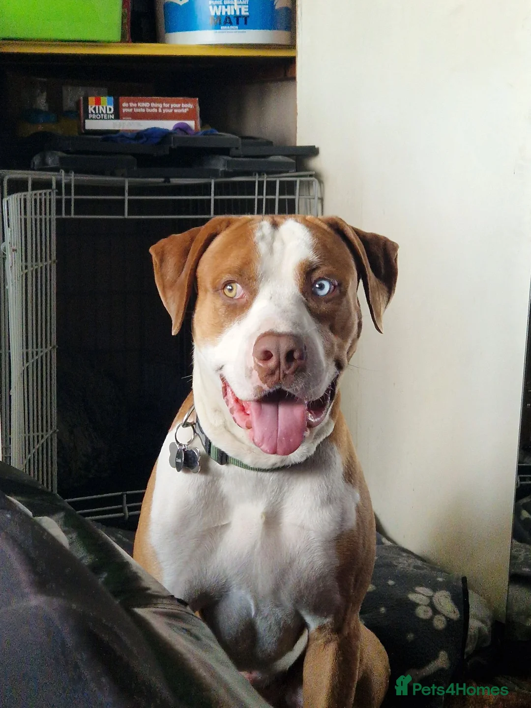 Mixed Breed dogs for sale: Chief  - Advert 2