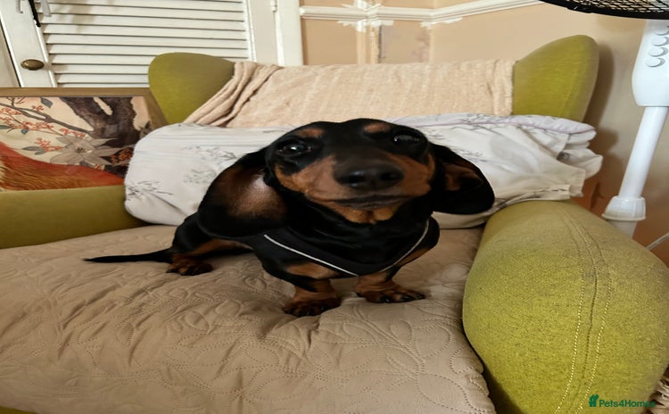 Dachshund dogs - Advert 1