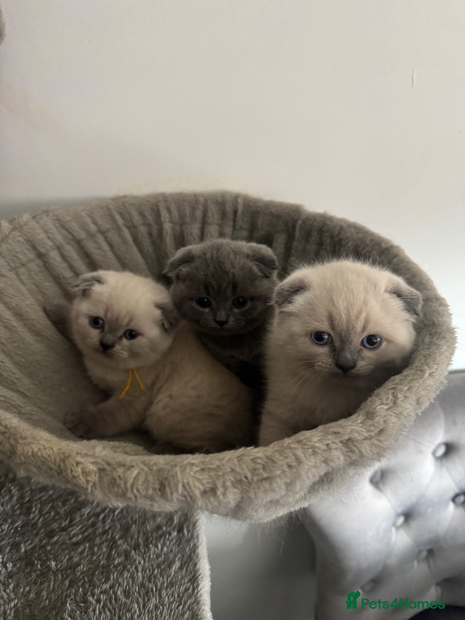 British Shorthair cats British Shorthair kittens - Advert 2