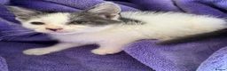 Mixed Breed cats for sale: Gorgeous blue and white kittens  - Advert 5