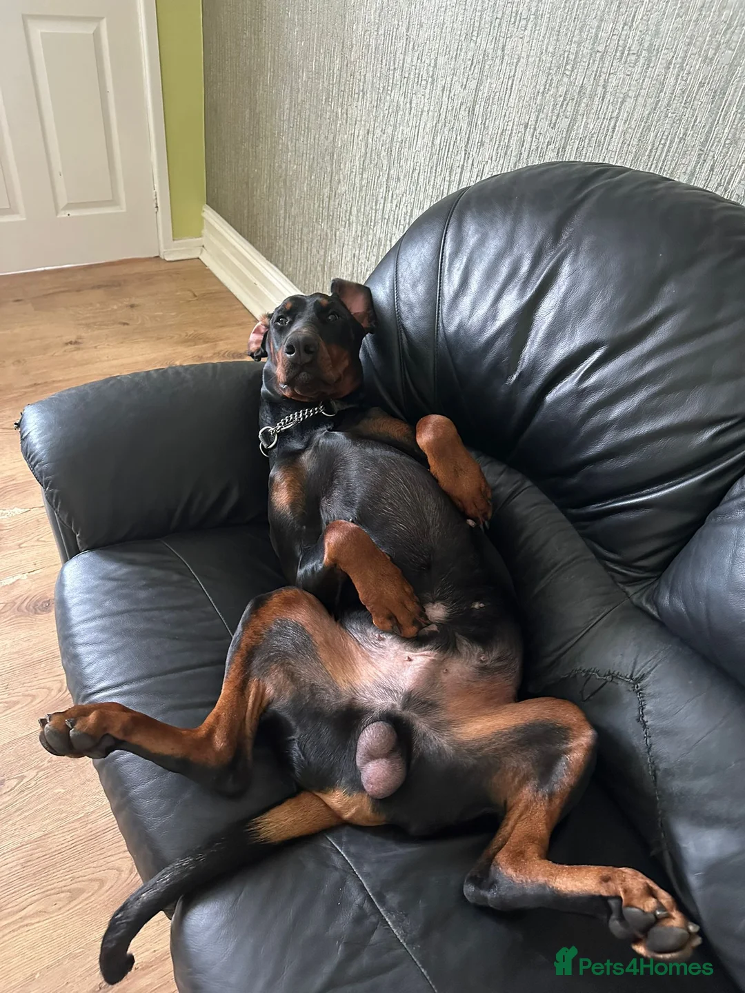 Dobermann dogs for stud: Tyson kc registered  **  in Southport - Advert 5