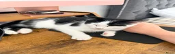 Mixed Breed cats for sale: Three Gorgeous Black & White Boys in Great Yarmouth - Advert 2