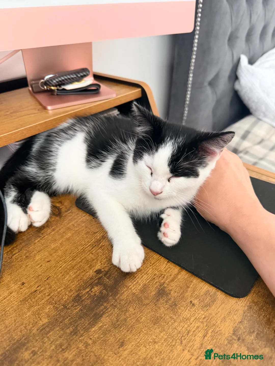 Mixed Breed cats for sale: Three Gorgeous Black & White Boys in Great Yarmouth - Advert 2