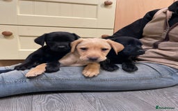 Labrador Retriever dogs for sale: Stunning Labrador puppies - Image 7